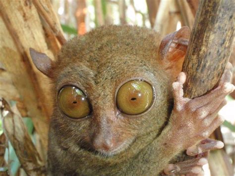 See more ideas about owady, zwierzęta, insekty. Zobacz temat - Najciekawsze zwierzęta świata