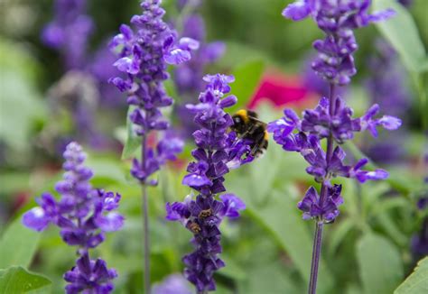 Check spelling or type a new query. Best Plants to Attract Bees and Butterflies - Arboretum ...
