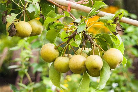 Asian Pears On Fruit Tree ~ Food And Drink Photos ~ Creative