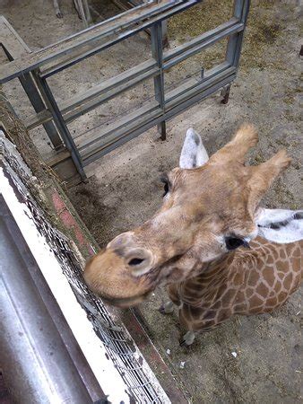 Der ort für das lichtfestival blackpool illuminations und den weltweit renommiertesten tanzwettbewerb. Blackpool Zoo - Aktuelle 2020 - Lohnt es sich? (Mit fotos)