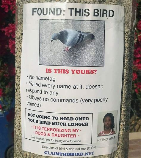 Found This Bird Rfunny