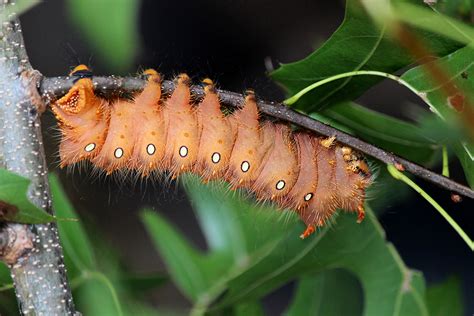Imperial Moth Caterpillar Poisonous
