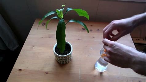 Diy Plant Watering System With Yarn Youtube