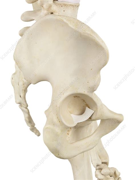 Human Pelvis Bones Illustration Stock Image F0116493 Science