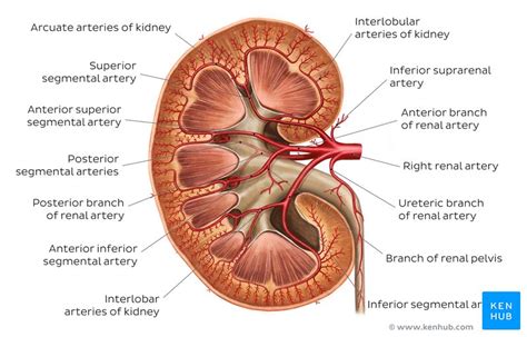 Supplies the anterior brain and the vertebral a. Kidneys, ureters & suprarenal glands: Anatomy, location ...