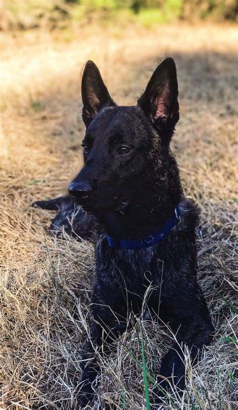 Tim lucas is on facebook. Luca from 187Kennels Dutch Shepherd and Belgian Malinois ...