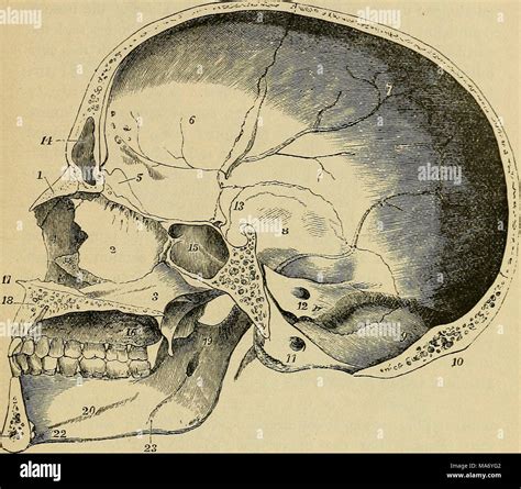 Skull And Lower Jaw Of A Stock Photos & Skull And Lower Jaw Of A Stock