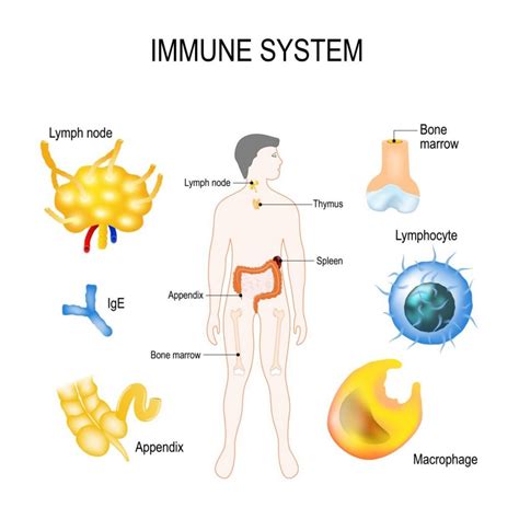 Labeled Immune System Diagram For Kids Diagram Media Images And