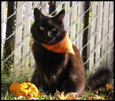 Black Cat For Halloween 1 By Morbidmorticia On Deviantart
