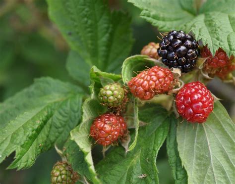Edible Wild Berry Identification Chart