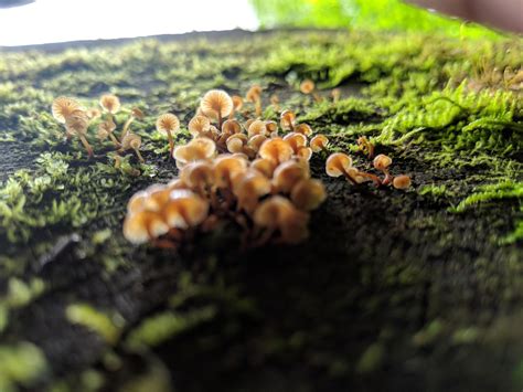 Some neature. : mycology