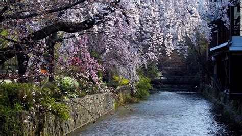 A Guide To Japans Cherry Blossom Season