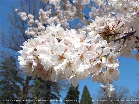 Over 70% new & buy it now; Prunus x yedoensis