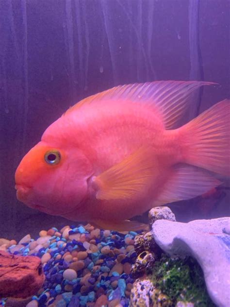 Blood Red Parrot Cichlid Care Guide Breeding And Tank Size