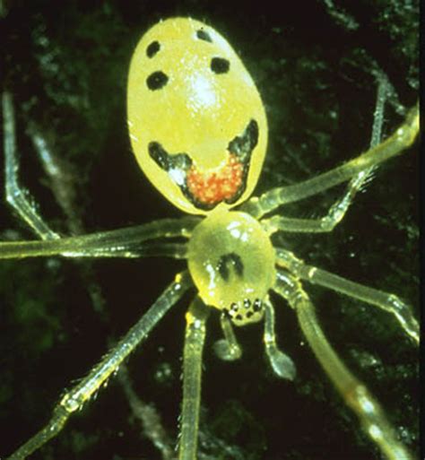 The markings on the backs of the happy face spiders may confuse predators, or they may also work as camouflage, looking like rust spots on the leaves of the plants that grow where they live. Can Spiders Smile? Yes, they can! - Design Swan