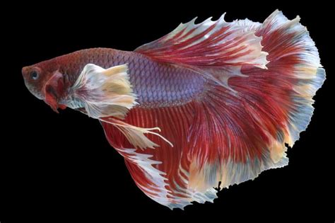 Betta Tail Types Identify What Makes Your Betta Unique