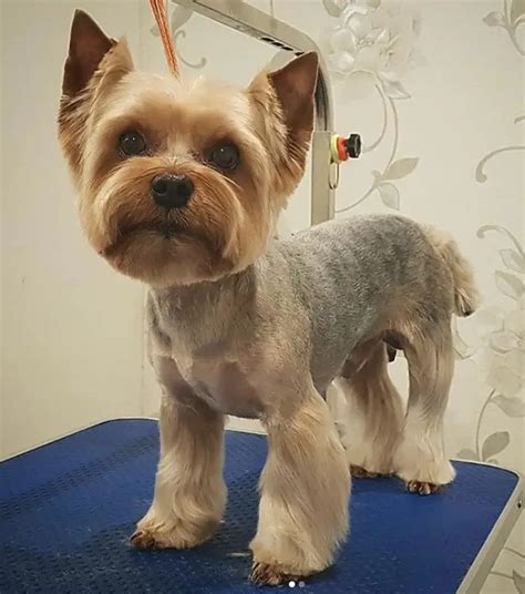 60 Best Yorkie Haircuts For Males And Females Page 5 The Paws