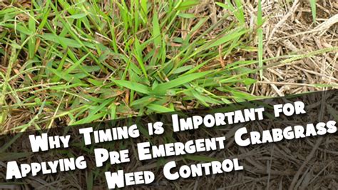 Why Timing Is Important When Applying Pre Emergent Crabgrass Weed