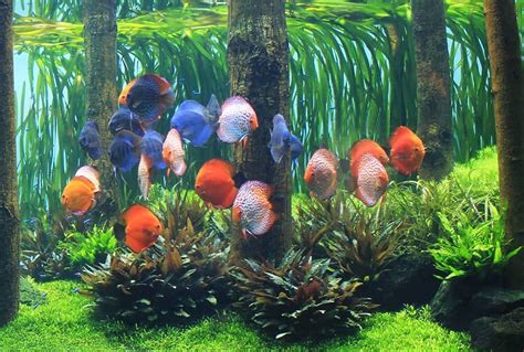 Another Awesome Planted Discus Tank