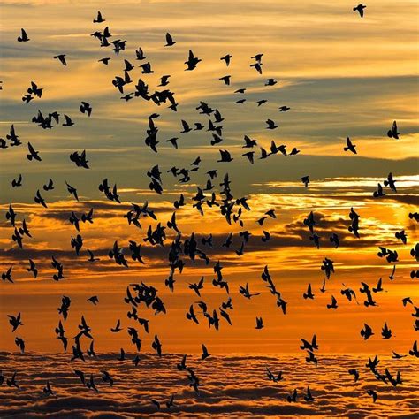 Light Pollution How To Help Migrating Birds
