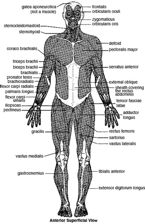 Major Anterior Skeletal Muscles Diagram