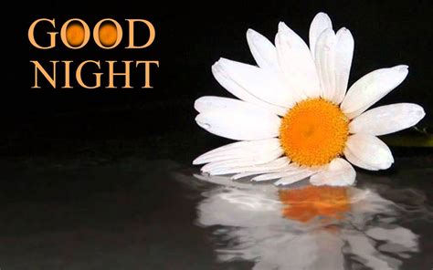 Beautiful Collection Of Good Night Wishes Images With Flowers In Hd