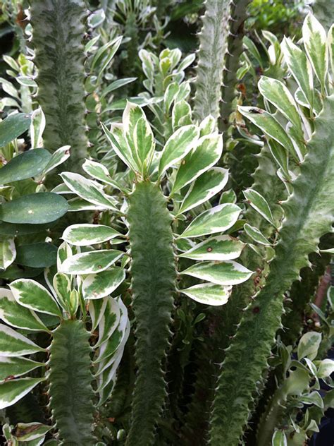 It's commonly known as african milk tree, cathedral. Lg. Euphorbia Trigona Variegated White Tip Cactus ...