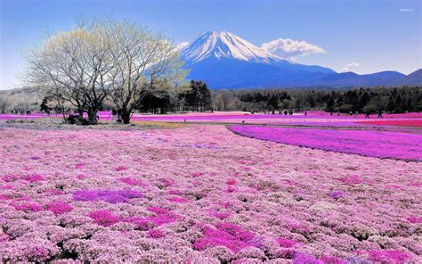 1920x1200 Pink Flower Field And Mount Fuji Wallpaper Japan Best