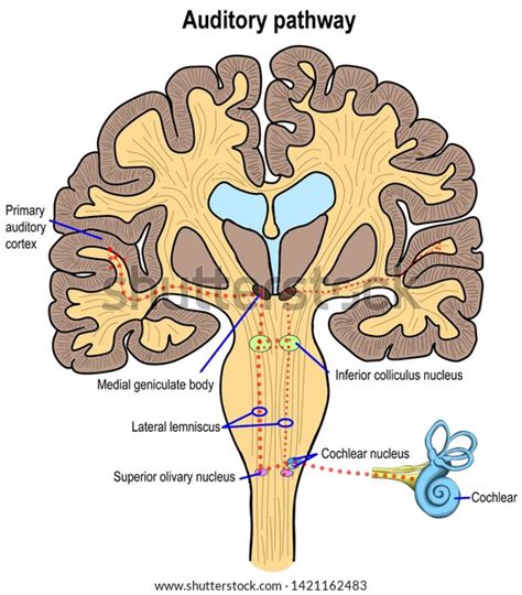 Auditory Pathway Conducting Hearing Sensation Targeting Stock