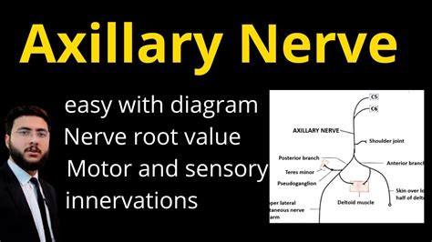 Axillary Nerve L Suply L Sensory And Motor Innervations L Nerve Supply