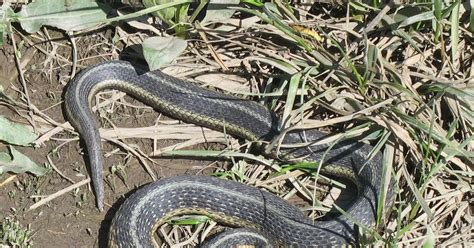 The Ohio Nature Blog Eastern Garter Snake On North Bass Island