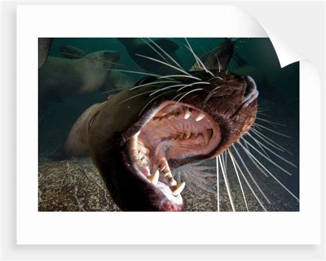 Closeup Of Open Steller Sea Lion Mouth Hornby Island British Columbia