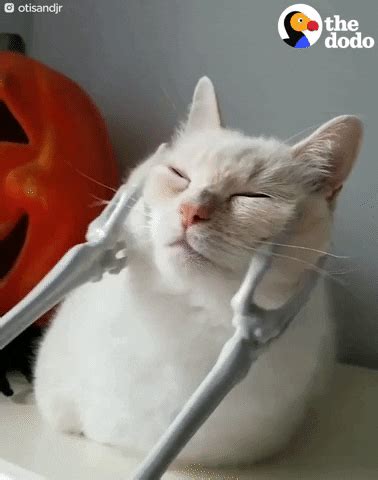 Usually cats smack their lips when they're nervous. Asmr GIFs - Find & Share on GIPHY