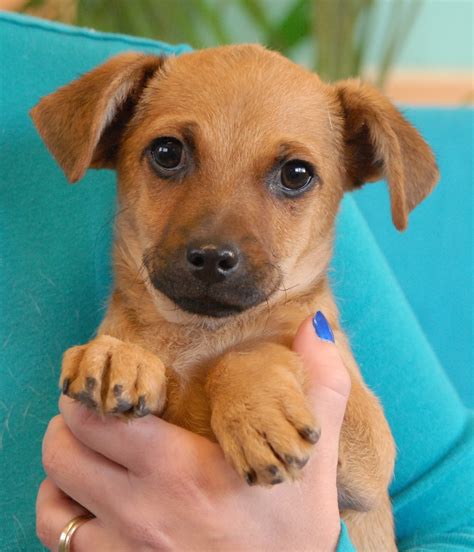 Dear friend, thank you for your interest in adopting an animal! The Aloha Puppies debut for adoption today!