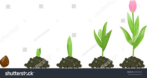 All you need to know about growing tulips, from planting bulbs to selecting varieties. Tulip Growth Stage Stock Photo 350983568 : Shutterstock