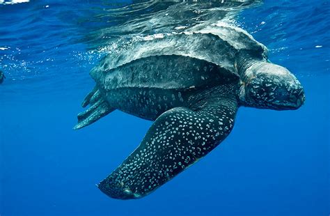 Leatherback Dermochelys Coriacea Network For Endangered Sea Turtles