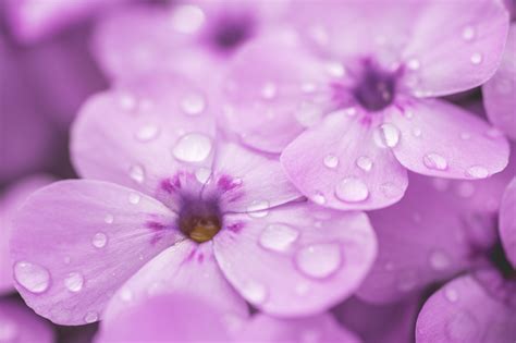 Raindrops On Violet Flower 4k 5k Wallpaper Hd Wallpaper