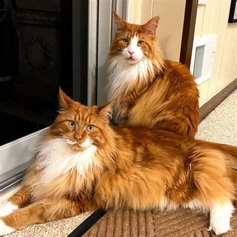 Maine Coon Cats For Sale Dark Paws Maine Coon Kittens