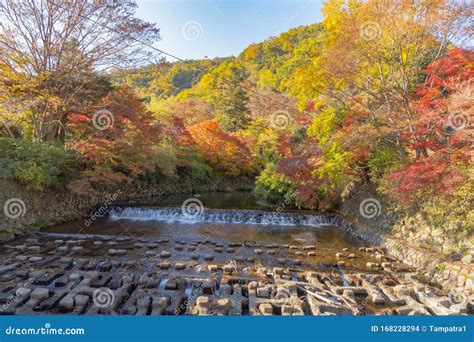 Red Maple Leaves Or Fall Foliage In Colorful Autumn Season Near