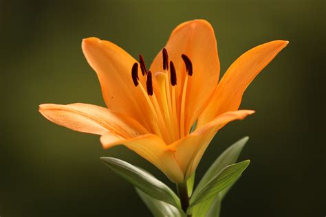 Free Images Flower Flowering Plant Petal Orange Lily Close Up