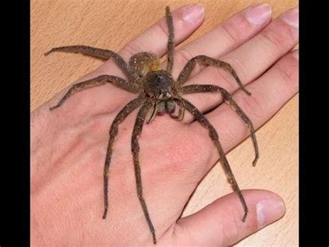 Beware in summer when the female huntsman spider is guarding. Japan, Venomous Snakes, Poisonous Spiders and Deadly Bugs ...
