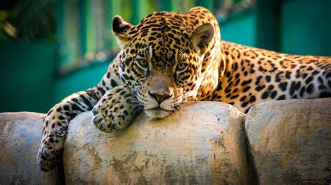 Wallpaper Jaguar Wild Cat Sad Face Animals 10303