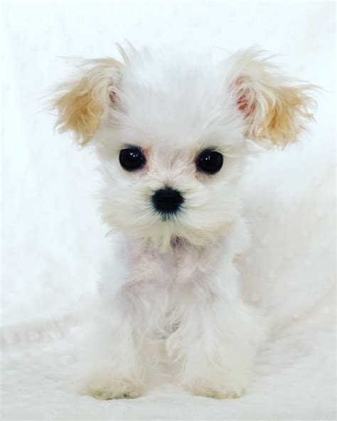 Teacup Maltipoo Puppy For Sale Iheartteacups