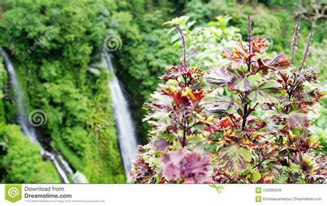 Beautiful Pink Flowers By Mountain Waterfall In Tropical Jungle Stock