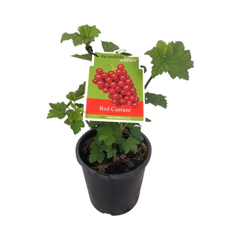 3l Red Currant Ribes Species Incredible Edibles Range Bunnings