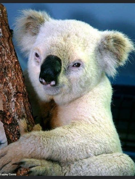Pin By Samantha Gerron On Koala ️ Koala Bear Baby