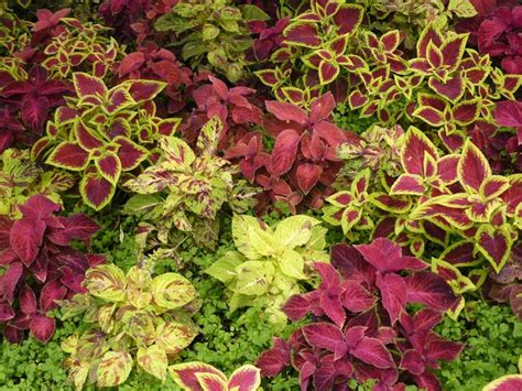 It is one of the best red indoor plants you can grow! red leaf florida plants | Red Leaf Plants | Landscaping | Pinterest | Florida plants, Florida ...
