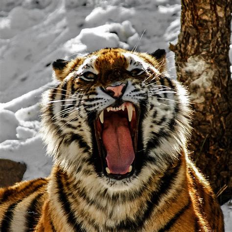 Angry Tiger Photograph By Ernie Echols Fine Art America