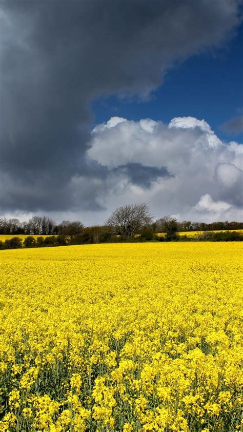 Beautiful Yellow Rapeseed Flowers Field Trees Under White Clouds Blue