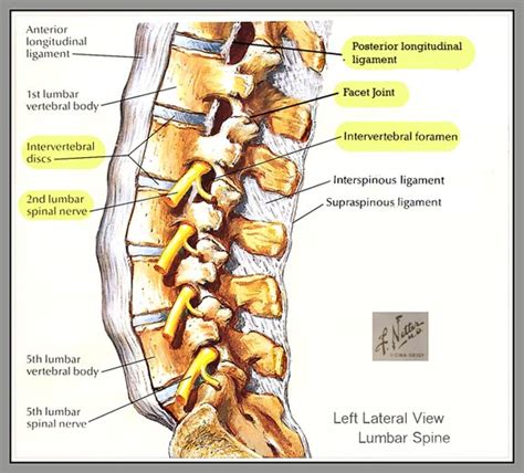 Human skeleton, the internal skeleton that serves as a framework for the body. The Real Causes of Low Back Pain -A Physio Explains | POGO ...
